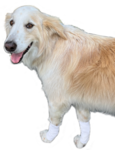 Dog wearing Tick Stopper Cuffs